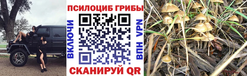 магазин продажи наркотиков Кумертау мориарти клад Галлюциногенные грибы Psilocybine cubensis